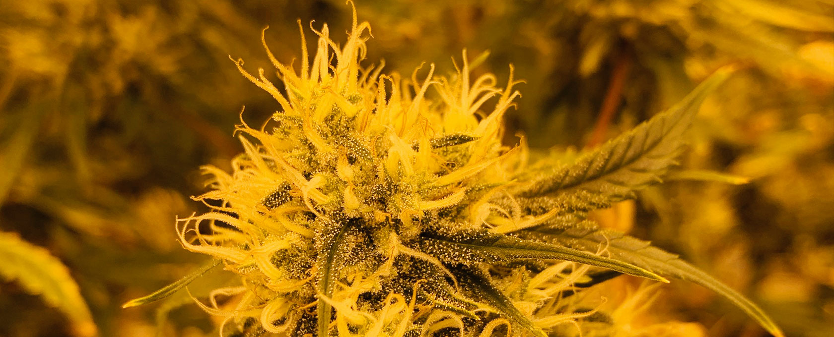 Legaler Anbau von Cannabis in einer Anbauvereinigung